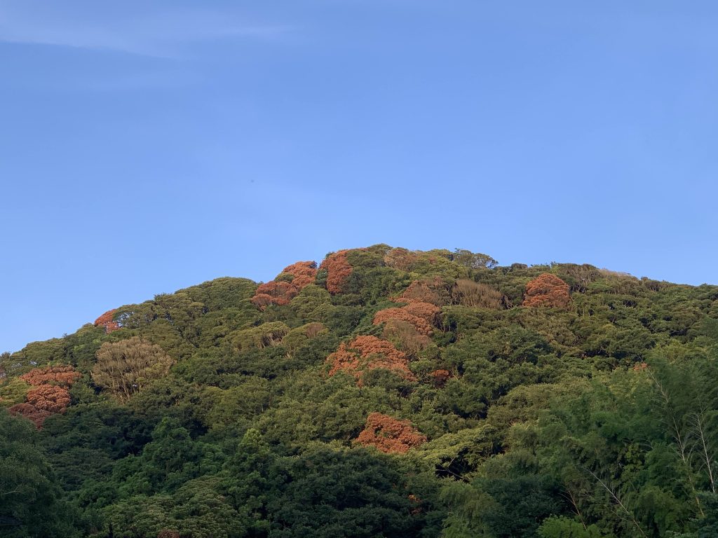 赤茶色に紅葉したように見えるナラ枯れの発生状況